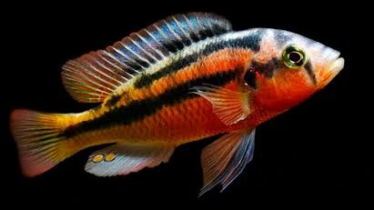 haplichromis sp. hard rock cribensis 3.5-4cm