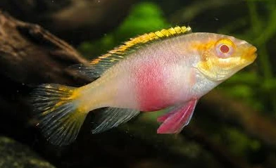 pelvicachromis pulcher albino 2.5-3cm