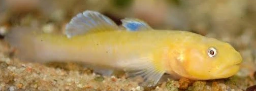 chlamydogobius eremius albino 3.5-4cm