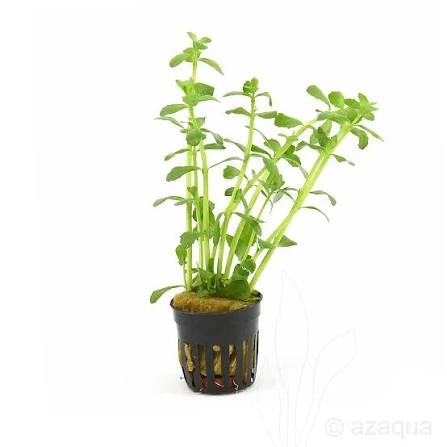 bacopa crenata