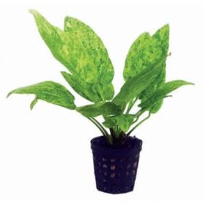 echinodorus harbich green
