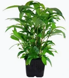 hygrophila angustifolia