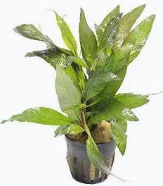 hygrophila angustifolia rubra