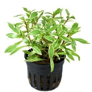 ludwigia sp white spot