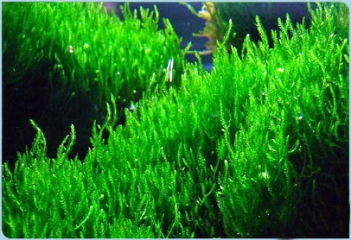 taxiphyllum sp flame moss 50ml