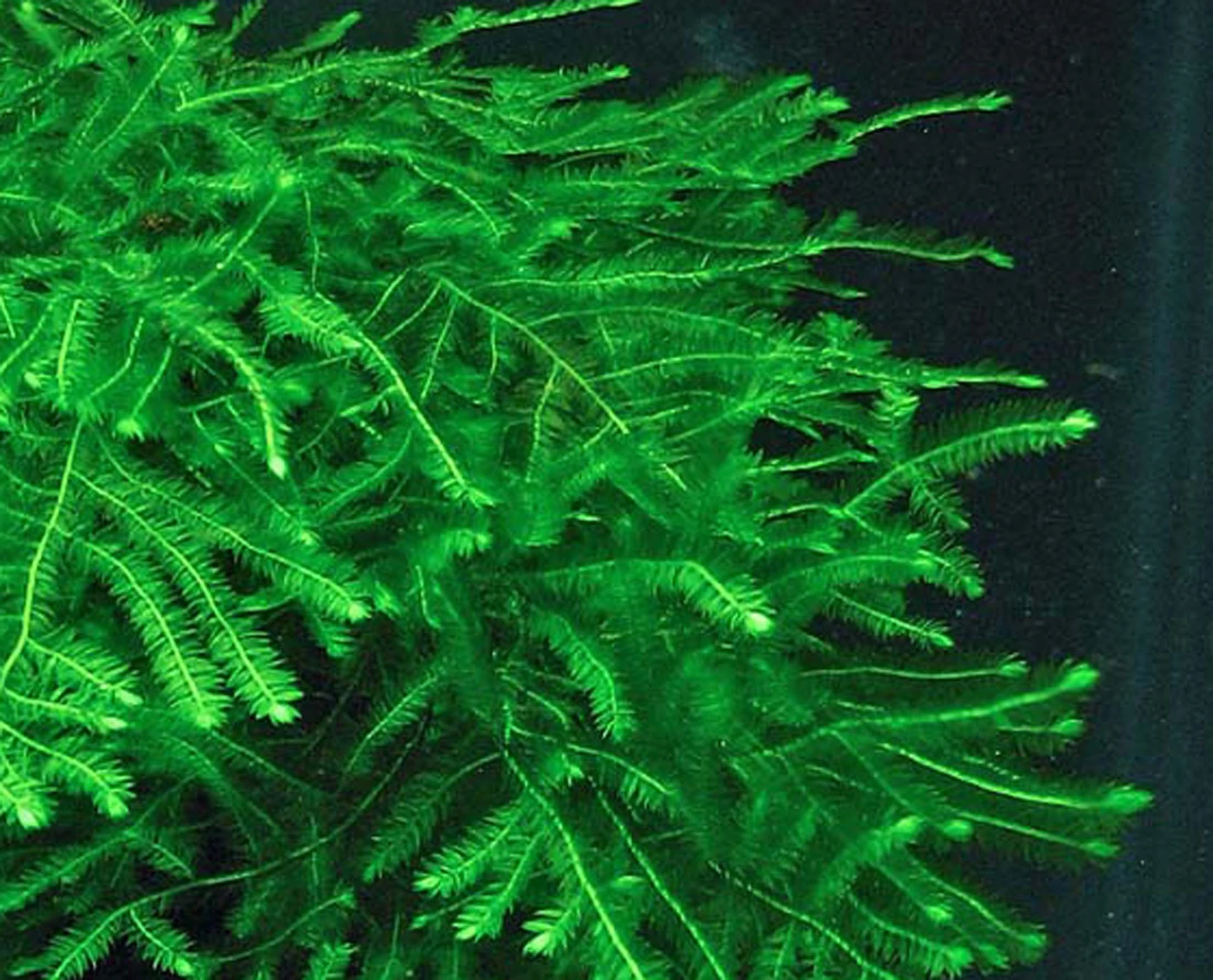 taxiphyllum sp flame moss 50cc