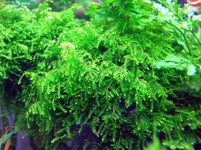 vesicularia ferrei weeping moss in cup 50ml