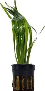 vallisneria spiralis rood