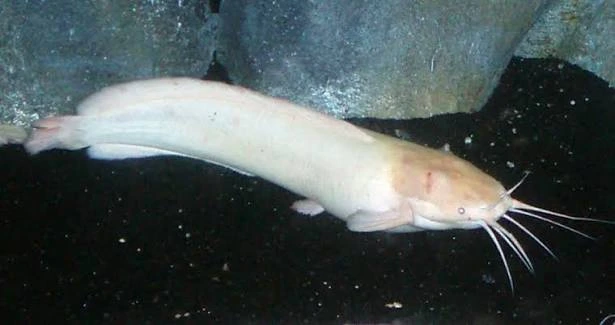 clarias batrachus albino 5cm