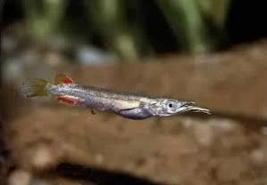 dermogenys pusilla 3cm