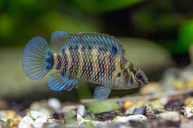 badis badis 4cm