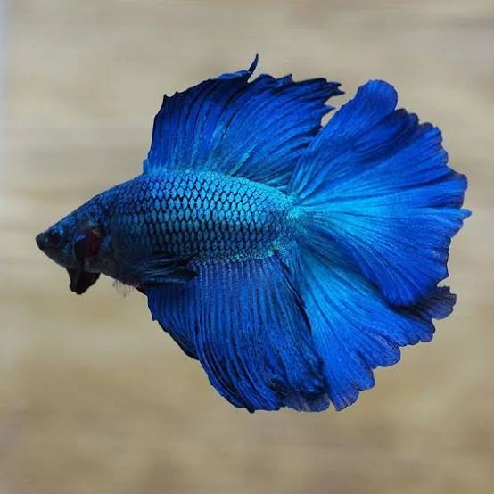 betta splendens male super blue halfmoon