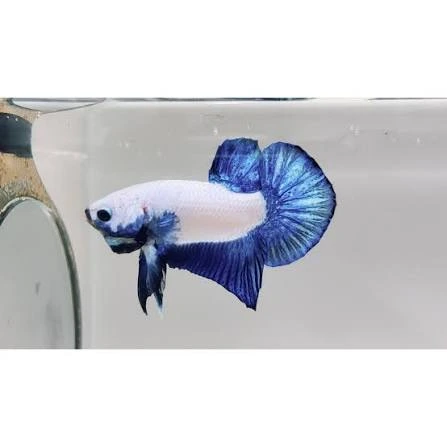 betta splendens male blue rim