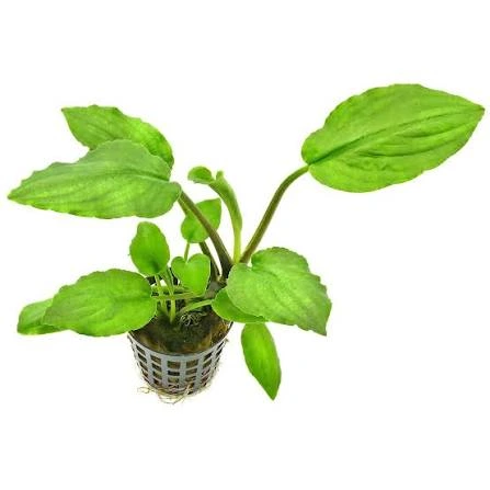 lagenandra meeboldi green