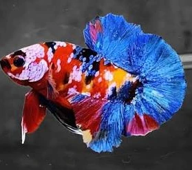 betta splendens male plakat koi galaxy