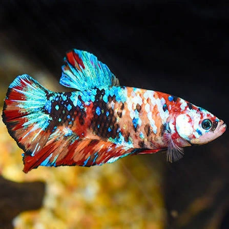 betta splendens male giant plakat koi