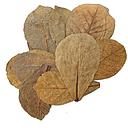 amandelbladeren/catappa leaves 20-25cm (bag 50pcs)