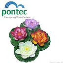 oase pontec pondolily