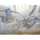 moor wood wet packed 80-100cm /pc
