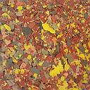 prodac tropical flakes bulk /100g