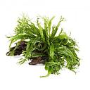 1 anubias on wood 10-15cm