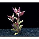 alternanthera cardinalis