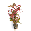 alternanthera reineckii