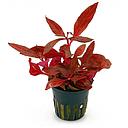 alternanthera reineckii rosanervig