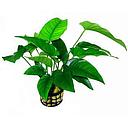 anubias barteri