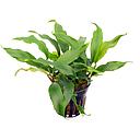 anubias barteri glabra