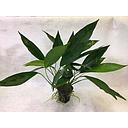 anubias congensis motherplant