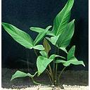 anubias hastifolia