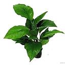 anubias heterophylla