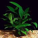 anubias lanceolata motherplant