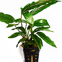 anubias minima motherplant