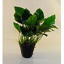 anubias nana motherplant