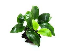 anubias nana yellow heart