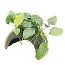 anubias on coconut bridge