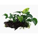 anubias on wood 15-20cm