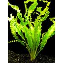 aponogeton crispus