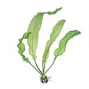 aponogeton henkelianus