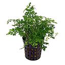 bolbitis heteroclita difformis