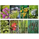 borderplant pot 8/8cm + label