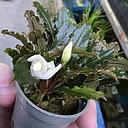 buchepalandra mix