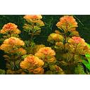 cabomba piauhyensis rood