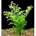 ceratopteris siliquosa