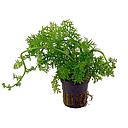 ceratopteris thalictroides