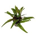 cryptocoryne balansae