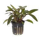 cryptocoryne becketti