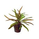 cryptocoryne costata